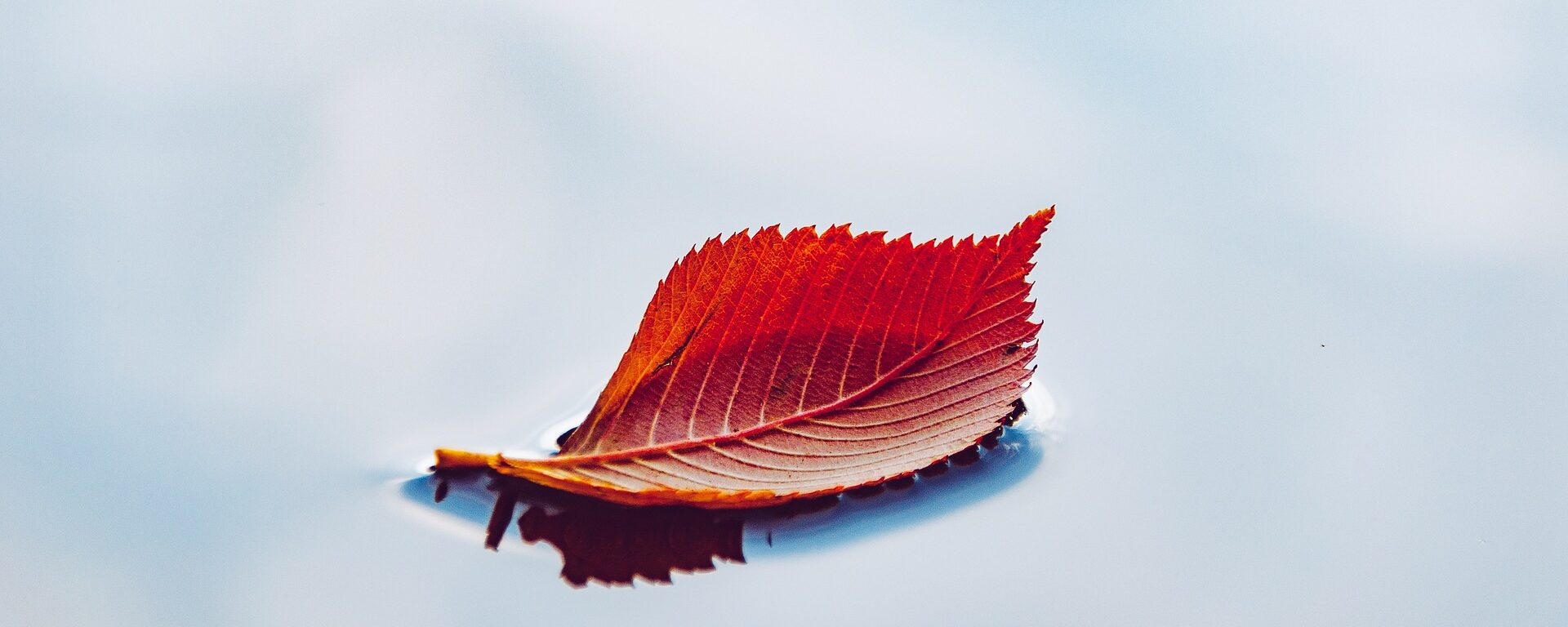 Rotes Blatt im See